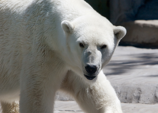 A photos shows a white, furry polar bear.