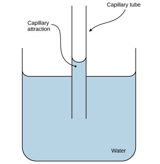 A thin hollow tube sits in a beaker of water. The water level inside the tube is higher than the water level in the beaker due to capillary action.