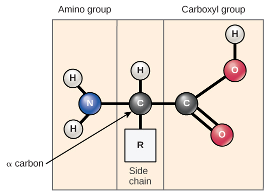 The molecular structure of an amino acid is given. An amino acid has an alpha carbon to which an amino group, a carboxyl group, a hydrogen, and a side chain are attached. The side chain varies for different amino acids, and is designated with an “R.”