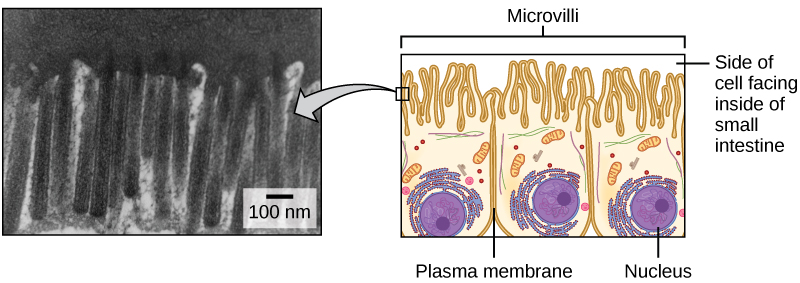 The left part of this figure is a transmission electron micrograph of microvilli, which appear as long, slender stalks extending from the plasma membrane. The right side illustrates cells containing microvilli. The microvilli cover the surface of the cell facing the interior of the small intestine.