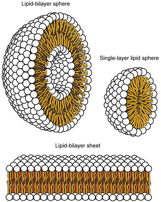 The image on the left shows a spherical lipid bilayer. The image on the right shows a smaller sphere that has a single lipid layer only. The image at the bottom shows a lipid bilayer sheet.