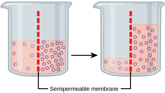 This illustration shows a container whose contents are separated by a semipermeable membrane. Initially, there is a high concentration of solute on the right side of the membrane and a low concentration of the left. Over time, water diffuses across the membrane toward the side of the container that initially had a higher concentration of solute (lower concentration of water). As a result of osmosis, the water level is higher on this side of the membrane, and the solute concentration is the same on both sides.