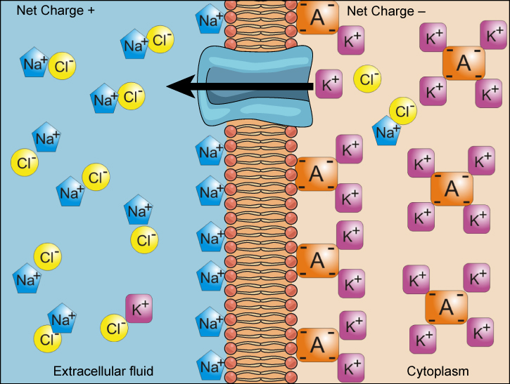 This illustration shows a membrane bilayer with a potassium channel embedded in it. The cytoplasm has a high concentration of potassium associated with a negatively charged molecule. The extracellular fluid has a high concentration of sodium associated with chlorine ions.