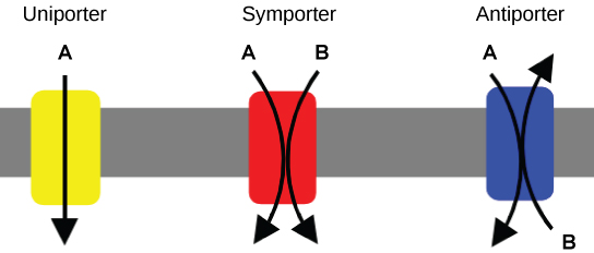 This illustration shows a plasma membrane with three transport proteins embedded in it. The left image shows a uniporter that transports a substance in one direction. The middle image shows a symporter that transports two different substances in the same direction. The right image shows an antiporter that transports two different substances in opposite directions.