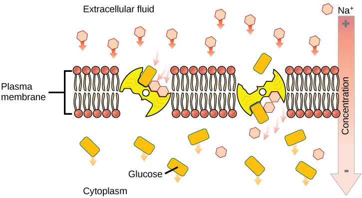 This illustration shows a membrane bilayer with two integral membrane proteins embedded in it. The first, a sodium-potassium pump, uses energy from ATP hydrolysis to pump three sodium ions out of the cell for every two potassium ions it pumps into the cell. The result is a high concentration of sodium outside the cell and a high concentration of potassium inside the cell. There is also a high concentration of amino acids outside the cell, and a low concentration inside. A sodium-amino acid co-transporter simultaneously transports sodium and the amino acid into the cell.