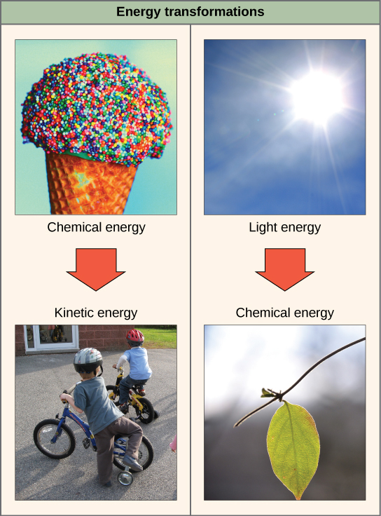 The left side of this diagram depicts energy being transferred from an ice cream cone to two boys riding a bike. The right side depicts a plant converting light energy into chemical energy.