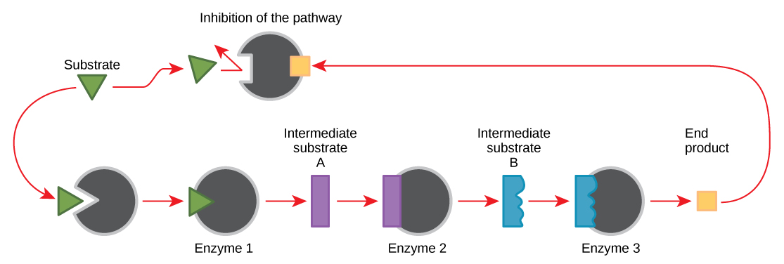 This diagram shows a metabolic pathway in which three enzymes convert a substrate, in three steps, into a final product. The final product inhibits the first enzyme in the pathway.