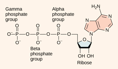 This illustration shows the molecular structure of ATP. This molecule is an adenine nucleotide with a string of three phosphate groups attached to it. The phosphate groups are named alpha, beta, and gamma in order of increasing distance from the ribose sugar to which they are attached.