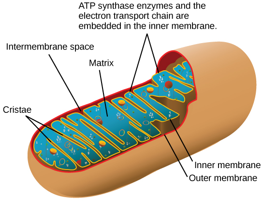 This illustration shows the structure of a mitochondrion, which has an outer membrane and an inner membrane. The inner membrane has many folds, called cristae. The space between the outer membrane and the inner membrane is called the intermembrane space, and the central space of the mitochondrion is called the matrix. ATP synthase enzymes and the electron transport chain are located in the inner membrane