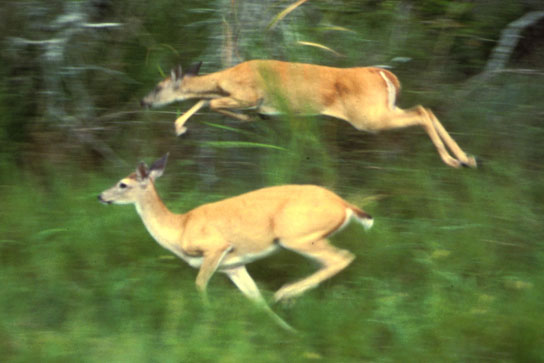 A photo shows deer running through tall grass beside a forest.
