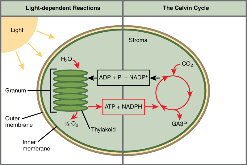 This illustration shows a chloroplast with an outer membrane, an inner membrane, and stacks of membranes inside the inner membrane called thylakoids. The entire stack is called a granum. In the light reactions, energy from sunlight is converted into chemical energy in the form of ATP and NADPH. In the process, water is used and oxygen is produced. Energy from ATP and NADPH are used to power the Calvin cycle, which produces GA3P from carbon dioxide. ATP is broken down to ADP and Pi, and NADPH is oxidized to NADP+. The cycle is completed when the light reactions convert these molecules back into ATP and NADPH.