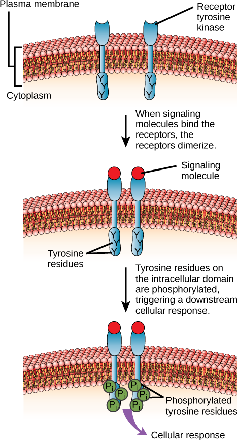 This illustration shows two receptor tyrosine kinase monomers embedded in the plasma membrane. Upon binding of a signaling molecule to the extracellular domain, the receptors dimerize. Tyrosine residues on the intracellular surface are then phosphorylated, triggering a cellular response.