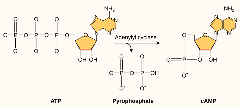 Cyclic AMP is made from ATP by the enzyme adenylyl cyclase. In the process, a pyrophosphate molecule composed of two phosphate residues is released. Cyclic AMP gets its name because the phosphate group is attached to the ribose ring in two places, forming a circle.