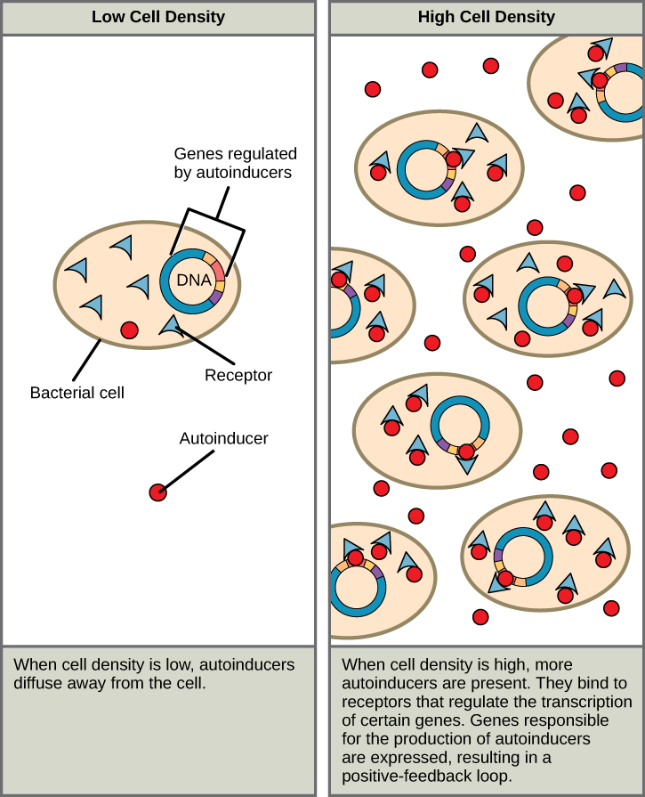 The left part of this illustration shows a single bacterial cell. The cell produces autoinducers, which diffuse away from the cell and cannot bind the intracellular receptor. The right part of this illustration shows many bacterial cells. More autoinducers are present, which bind receptors that in turn bind DNA and regulate the expression of certain genes. Autoinducer gene expression is turned on, resulting in a positive-feedback loop.