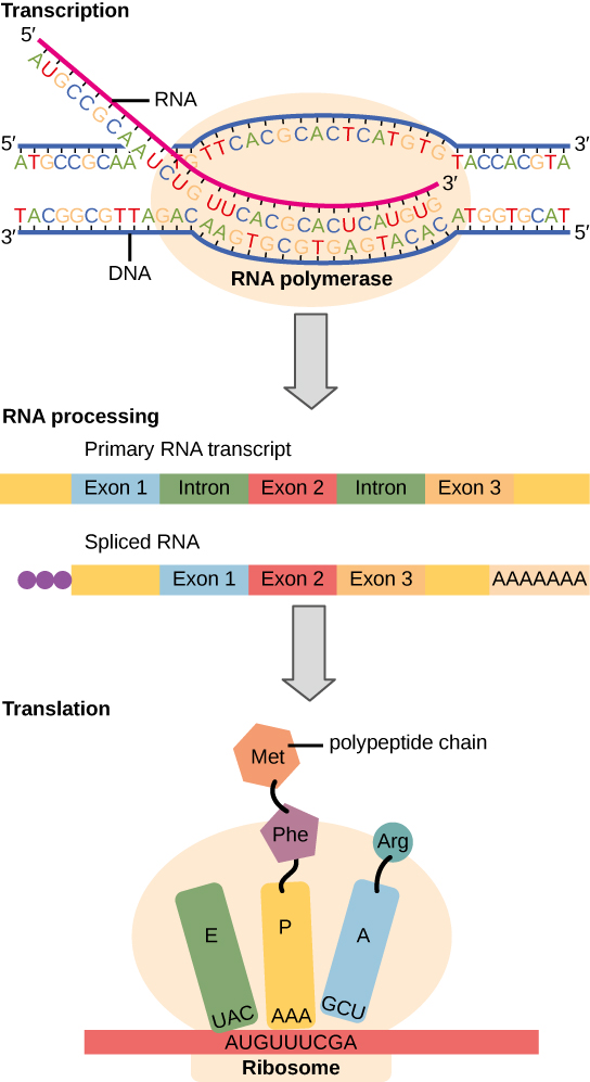 To make a protein, genetic information encoded by the DNA must be transcribed onto an mRNA molecule. The RNA is then processed by splicing to remove exons and by the addition of a 5' cap and a poly-A tail. A ribosome then reads the sequence on the mRNA, and uses this information to string amino acids into a protein.