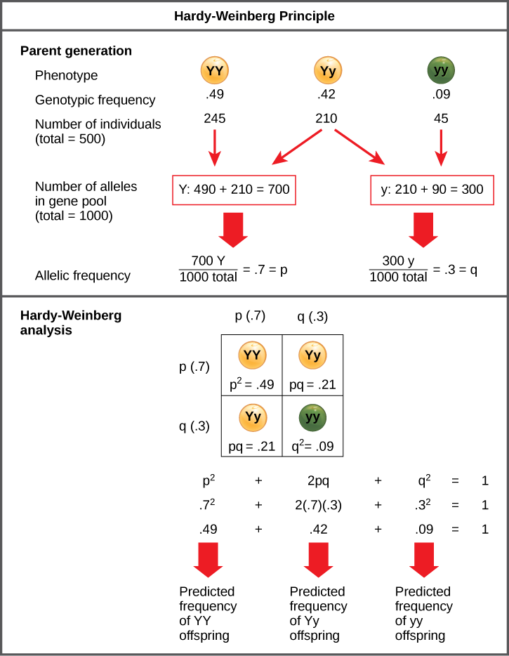 The Hardy-Weinberg principle is used to predict the genotypic distribution of offspring in a given population. In the example given, pea plants have two different alleles for pea color. The dominant capital Y allele results in yellow pea color, and the recessive small y allele results in green pea color. The distribution of individuals in a population of 500 is given. Of the 500 individuals, 245 are homozygous dominant (capital Y capital Y) and produce yellow peas. 210 are heterozygous (capital Y small y) and also produce yellow peas. 45 are homozygous recessive (small y small y) and produce green peas. The frequencies of homozygous dominant, heterozygous, and homozygous recessive individuals are 0.49, 0.42, and 0.09, respectively.  Each of the 500 individuals provides two alleles to the gene pool, or 1000 total. The 245 homozygous dominant individuals provide two capital Y alleles to the gene pool, or 490 total. The 210 heterozygous individuals provide 210 capital Y and 210 small y alleles to the gene pool. The 45 homozygous recessive individuals provide two small y alleles to the gene pool, or 90 total. The number of capital Y alleles is 490 from homozygous dominant individuals plus 210 from homozygous recessive individuals, or 700 total. The number of small y alleles is 210 from heterozygous individuals plus 90 from homozygous recessive individuals, or 300 total.  The allelic frequency is calculated by dividing the number of each allele by the total number of alleles in the gene pool. For the capital Y allele, the allelic frequency is 700 divided by 1000, or 0.7; this allelic frequency is called p. For the small y allele the allelic frequency is 300 divided by 1000, or 0.3; the allelic frequency is called q.  Hardy-Weinberg analysis is used to determine the genotypic frequency in the offspring. The Hardy-Wienberg equation is p-squared plus 2pq plus q-squared equals 1. For the population given, the frequency is 0.7-squared plus 2 times .7 times .3 plus .3-squared equals one. The value for p-squared, 0.49, is the predicted frequency of homozygous dominant (capital Y capital Y) individuals. The value for 2pq, 0.42, is the predicted frequency of heterozygous (capital Y small y) individuals. The value for q-squared, .09, is the predicted frequency of homozygous recessive individuals. Note that the predicted frequency of genotypes in the offspring is the same as the frequency of genotypes in the parent population. If all the genotypic frequencies, .49 plus .42 plus .09, are added together, the result is one 