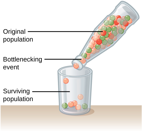 This illustration shows a narrow-neck bottle filled with red, orange, and green marbles. The bottle is tipped so the marbles pour into a glass. Because of the bottleneck, only seven marbles escape, and these are all orange and green. The marbles in the bottle represent the original population, and the marbles in the glass represent the surviving population. Because of the bottleneck effect, the surviving population is less diverse than the original population.
