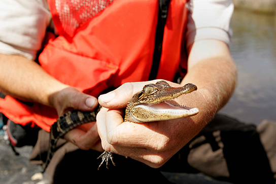 This photo shows a person holding a baby alligator.