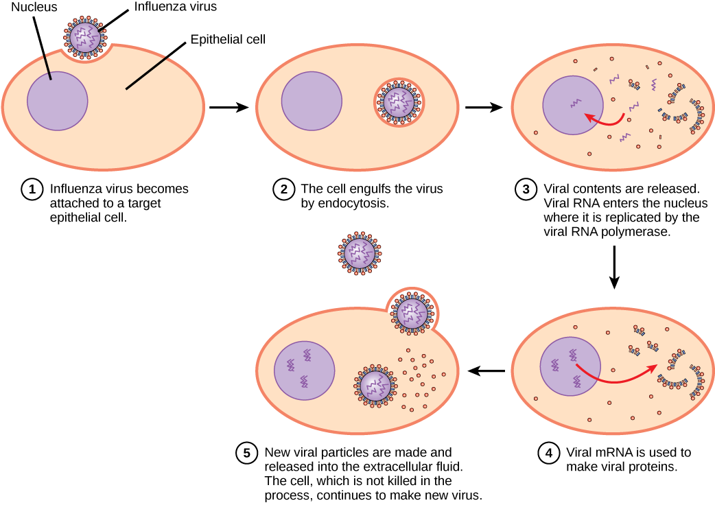 The illustration shows the steps of an influenza virus infection. In step 1, influenza virus becomes attached to a target epithelial cell. In step 2, the cell engulfs the virus by endocytosis, and the virus becomes encased in the cell’s plasma membrane. In step 3, the membrane dissolves, and the viral contents are released into the cytoplasm. Viral mRNA enters the nucleus, where it is replicated by viral RNA polymerase. In step 4, viral mRNA exits to the cytoplasm, where it is used to make viral proteins. In step 5, new viral particles are released into the extracellular fluid. The cell, which is not killed in the process, continues to make new virus.