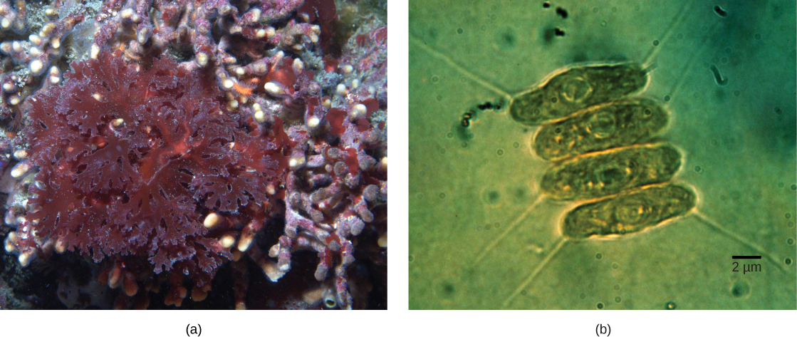 Part a shows red algae with lettuce-like leaves. Part b shows four oval green algae cells stacked next to each other. The cyanobacteria are about 2 µm across and 10 µm long.