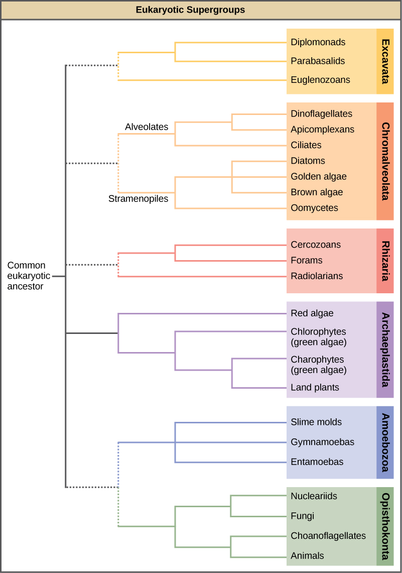 The chart shows the relationship of eukaryotic supergroups, which all arose from a common eukaryotic ancestor. The six groups are Excavata, Chromalveolata, Rhizaria, Archaeplastida, Amoebozoa, and Opisthokonta. Excavata includes the kingdoms diplomonads, parabasalids, and euglenozoans. Chromalveolata includes the kingdoms dinoflagellates, apicomplexans, and ciliates, all within the alveolate lineage, and the diatoms, golden algae, brown algae, and oomycetes, all within the stramenopile lineage. Rhizaria includes cercozoans, forams, and radiolarians. Archaeplastida includes red algae and two kingdoms of green algae, chlorophytes and charophytes, and land plants. Amoebozoa includes slime molds, gymnamoebas, and entamoebas. Opisthokonta includes nucleariids, fungi, choanoflagellates, and animals.