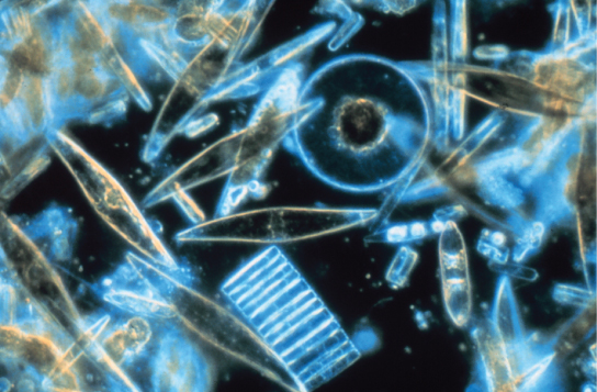 This micrograph shows translucent blue diatoms, which range widely in size and shape. Many are tube- or diamond-shaped. One is disk-shaped with a visible hub. Another looks like a disk viewed from the end, with grooves in it.
