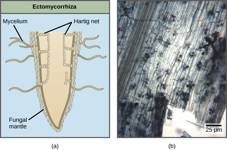 Part A compares two types of mycorrhizae are shown: ectomycorrhiza and arbuscular mycorrhiza. In ectomycorrhiza, fungal hyphae form a structure called a Hartig net inside the root. The Hartig net forms rows of cells that extend straight down, and branch toward the outside of the root. A fungal mantle surrounds the root. Mycelia extend from the fungal mantle. In arbuscular mycorrhiza, the fungi form finger-like clusters that are connected to mycelia that extend from the root into the soil. Part B is a micrograph of arbuscular mycorrhiza, which appear as grape-like clusters in a root tip.