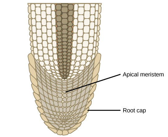 Illustration shows the tip of a root. The cells in the tip are smaller than the more mature cells further up.