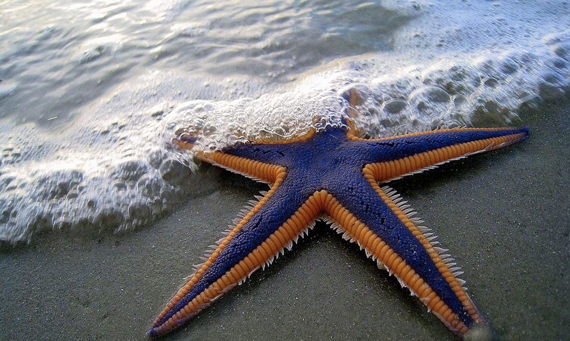 The photo shows a purple and orange starfish on a sandy flat beach.