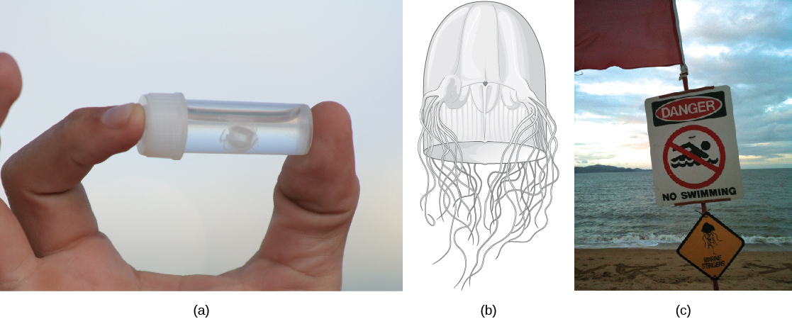 Photo A shows a person holding a small vial with a white jelly inside. The jelly is no bigger than a human fingernail. Illustration B shows a thimble-shaped jelly with two thick protrusions visible on either side. Tentacles radiate from the protrusions, and more tentacles radiate from the back. Photo C shows a “Danger, no swimming” sign on a beach, with a picture of a jelly.