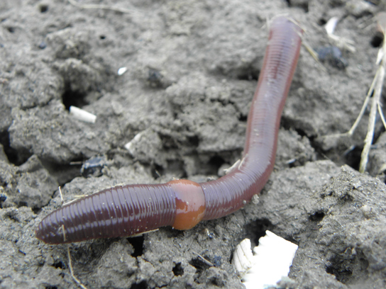 The clitellum is a swollen, smooth section of the earthworm.