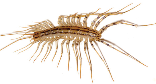 The photo shows a centipede with many, very long legs.