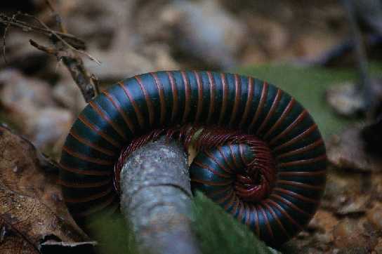 The photo shows a green and brown-striped millipede coiled around itself. It has many little legs.