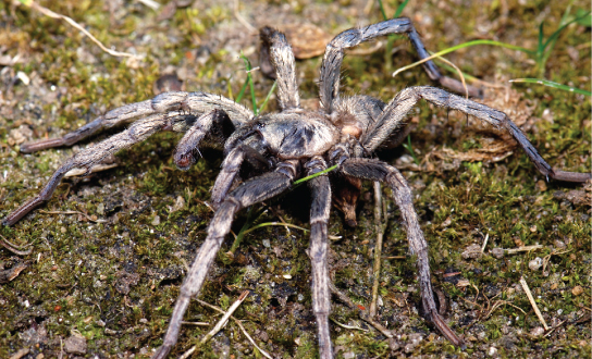 The photo shows a spider with a thick, hairy body and eight long legs.