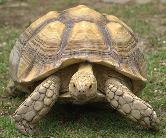 The photo shows a very large tortoise.