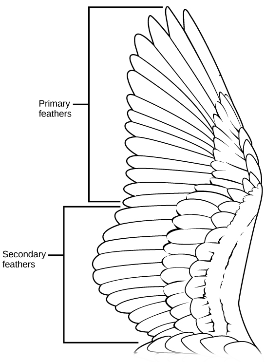 The illustration shows a bird’s wing, which has two layers of flight feathers, the long primary feathers and the shorter secondary feathers, which overlay the primary feathers.