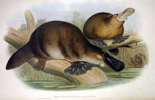 These illustrations show two short-haired mammals (platypus and echidna) with webbed feet, flat tails and a flat snout.