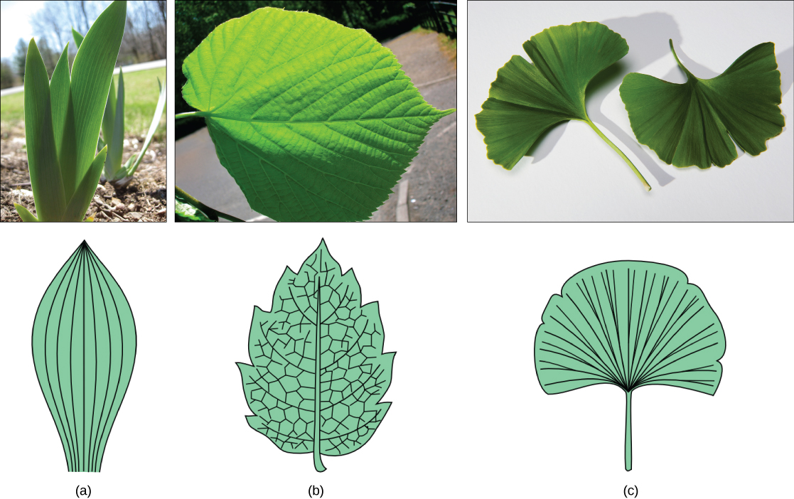  Part A photo shows the broad, sword-shaped leaves of a tulip. Parallel veins run up the leaves. Part B photo shows a teardrop-shaped linden leaf that has veins radiating out from the midrib. Smaller veins radiate out from these. Right photo shows a fan-shaped ginkgo leaf, which has veins radiating out from the petiole.