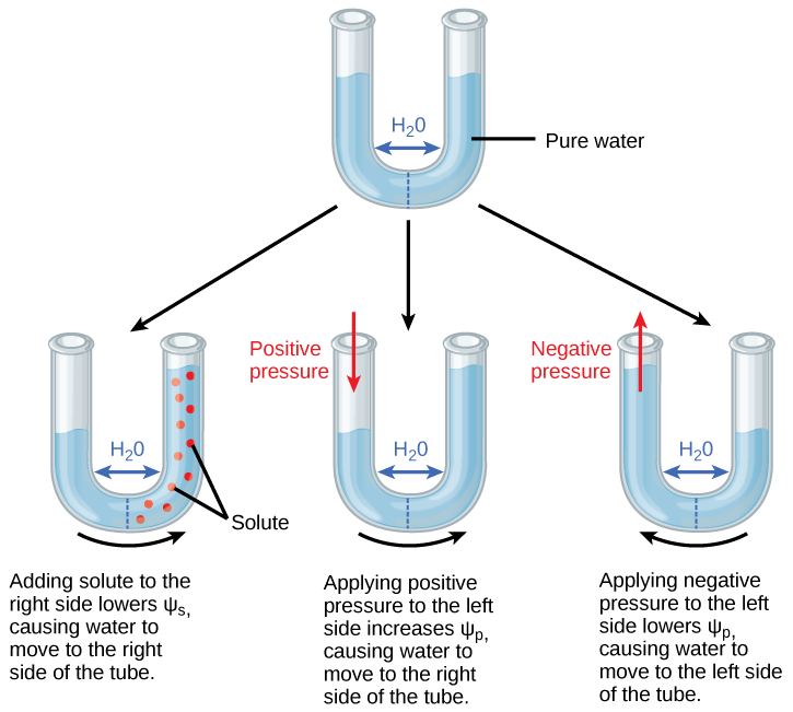  Illustration shows a U-shaped tube holding pure water. A semipermeable membrane, which allows water but not solutes to pass, separates the two sides of the tube. The water level on each side of the tube is the same. Beneath this tube are three more tubes, also divided by semipermeable membranes. In the first tube, solute has been added to the right side. Adding solute to the right side lowers psi-s, causing water to move to the right side of the tube. As a result, the water level is higher on the right side. The second tube has pure water on both sides of the membrane. Positive pressure is applied to the left side. Applying positive pressure to the left side causes psi-p to increase. As a results, water moves to the right so that the water level is higher on the right than on the left. The third tube also has pure water, but this time negative pressure is applied to the left side. Applying negative pressure lowers psi-p, causing water to move to the left side of the tube. As a result, the water level is higher on the left.