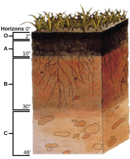  Illustration shows a cross-section of soil layers, or horizons. The top layer, from zero to two inches, is the O horizon. The O horizon is a rich, deep brown color. From two to ten inches is the A horizon. This layer is slightly lighter in color than the O horizon, and extensive root systems are visible. From ten to thirty inches is the B horizon. The B horizon is reddish brown. Longer roots extend to the bottom of this layer. The C  horizon extends from 30 to 48 inches. This layer is rocky and devoid of roots.