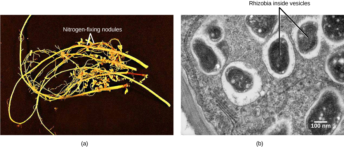  Part A is a photo of legume roots, which are long and thin with hair-like appendages. Nodules are bulbous protrusions extending from the root. Part B is a transmission electron micrograph of a nodule cell cross section. Black oval-shaped vesicles containing rhizobia are visible. The vesicles are surrounded by a white layer and are scattered unevenly throughout the cell, which is gray.