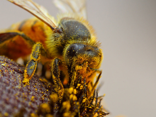  Photo depicts a bee covered in dusty yellow pollen.