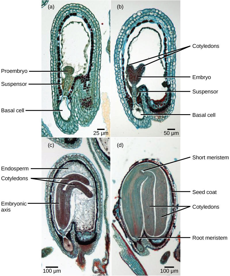  Micrograph A shows a seed in the initial stage of development. The proembryo grows inside an oval-shaped ovary with an opening at the bottom. The basal cell is at the bottom ovary, and suspensor cells are above it. The globular proembryo grows at the top of the suspensor. Micrograph B shows the second stage of development, in which the embryo grows into a heart-shape. Each bump in the heart is a cotyledon. Micrograph C shows the third stage of development. The embryo has grown longer and wider, and the cotyledons have grown into long extensions resembling bunny ears bent so they fit inside the seed. Cells inside the embryo grow in vertical columns. The central column, between the two ears, is called the embryonic axis. Micrograph D shows the fourth stage of development. The bunny ears are now as large as the main part of the embryo, and completely folded over. The base of the embryo is the root meristem, and the space between the two ears is the shoot meristem. A seed coat has formed over the ovary.