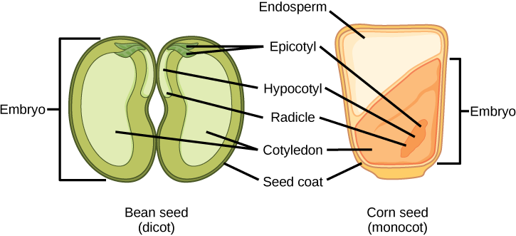  Illustration shows the structure of a monocot corn seed and a dicot bean seed. The lower half of the monocot seed contains the cotyledon, and the upper half contains the endosperm. The dicot seed does not contain an endosperm, but has two cotyledons, one on each side of the bean. Both the monocot and the dicot seed have an epicotyl that is attached to a hypocotyl. The hypocotyl terminates in a radicle. In the dicot, the epicotyl is in the upper middle part of the seed. In the monocot, the epicotyl is in the lower cotyledon. Both the monocot and dicot seed are surrounded by a seed coat.