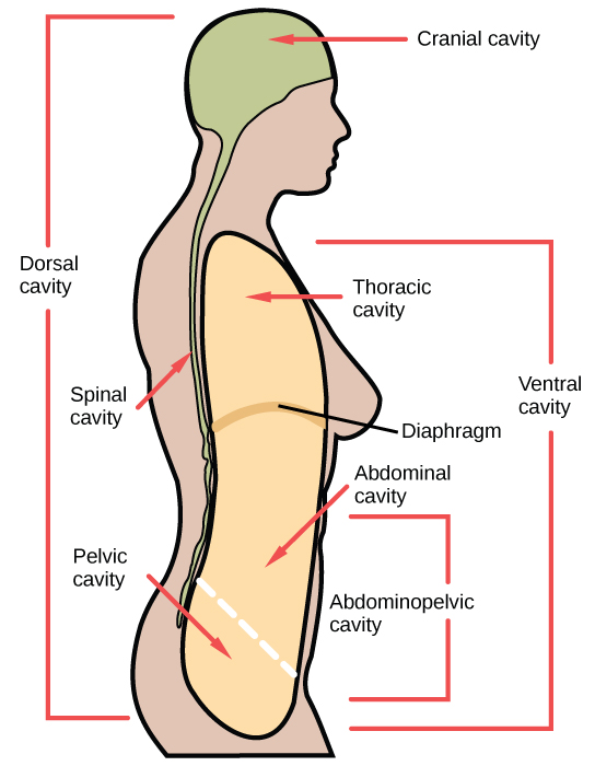 Illustration shows a cross-sectional side view of the upper part of a human body. The entire head region above the eyes and to the back of the head and a long thin strip from this region down the back is shaded to indicate the dorsal cavity. The head is labeled cranial cavity and the long thin region down the back is the spinal cavity. A large oblong area shaded at the front of the body indicates the ventral cavity. It is labeled from top to bottom as thoracic cavity, diaphragm (thin line separating regions), abdominal cavity, and pelvic cavity. The abdominal and pelvic cavities are separated by a thin dashed line and together they are labeled the abdominopelvic cavity.