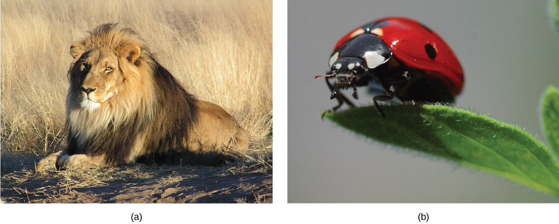 Top photo shows a lion. Bottom photo shows a ladybug.