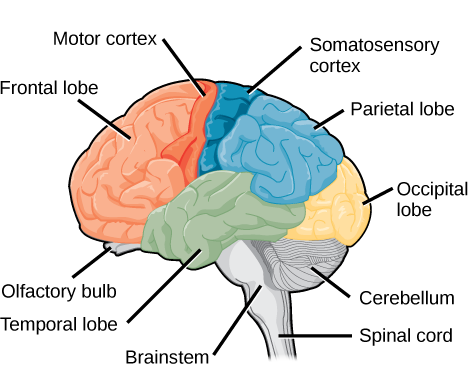 Sagittal, or side view of the human brain shows the different lobes of the cerebral cortex. The frontal lobe is at the front center of the brain. The parietal lobe is at the top back part of the brain. The occipital lobe is at the back of the brain, and the temporal lobe is at the bottom center of the brain. The motor cortex is the back of the frontal lobe, and the olfactory bulb is the bottom part. The somatosensory cortex is the front part of the parietal lobe. The brainstem is beneath the temporal lobe, and the cerebellum is beneath the occipital lobe.