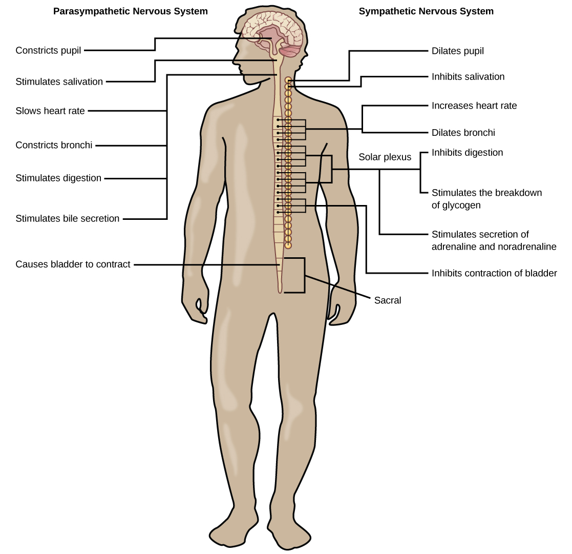 Biology, Animal Structure and Function, The Nervous System, The Peripheral Nervous  System | VIVA Open