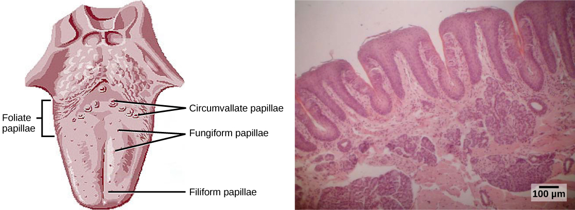 An illustration shows small, filiform papillae scattered across the front two thirds of the tongue. Larger circumvallate papillae form an inverted V at the back of the tongue. Medium-sized fungiform papillae are shown scattered across the back two thirds of the tongue. Foliate papillae form ridges on the back edges of the tongue. A micrograph shows a cross-section of a tongue in which the foliate papillae can be seen as square protrusions about 200 microns across and deep.