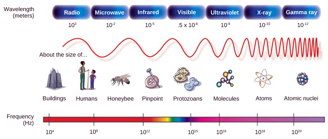 The illustration shows the electromagnetic spectrum, which consists of different wavelengths of electromagnetic radiation. Radio waves have the longest wavelength, about 103 meters. Wavelength gets increasingly shorter for microwave, infrared, visible, ultraviolet, x-rays and gamma rays. Gamma rays have a wavelength of about 10-12 meters. Frequency is inversely proportional to wavelength.